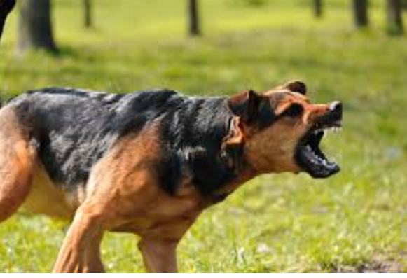 Common Causes of Dog Attacks in Arizona and How to Stay Safe